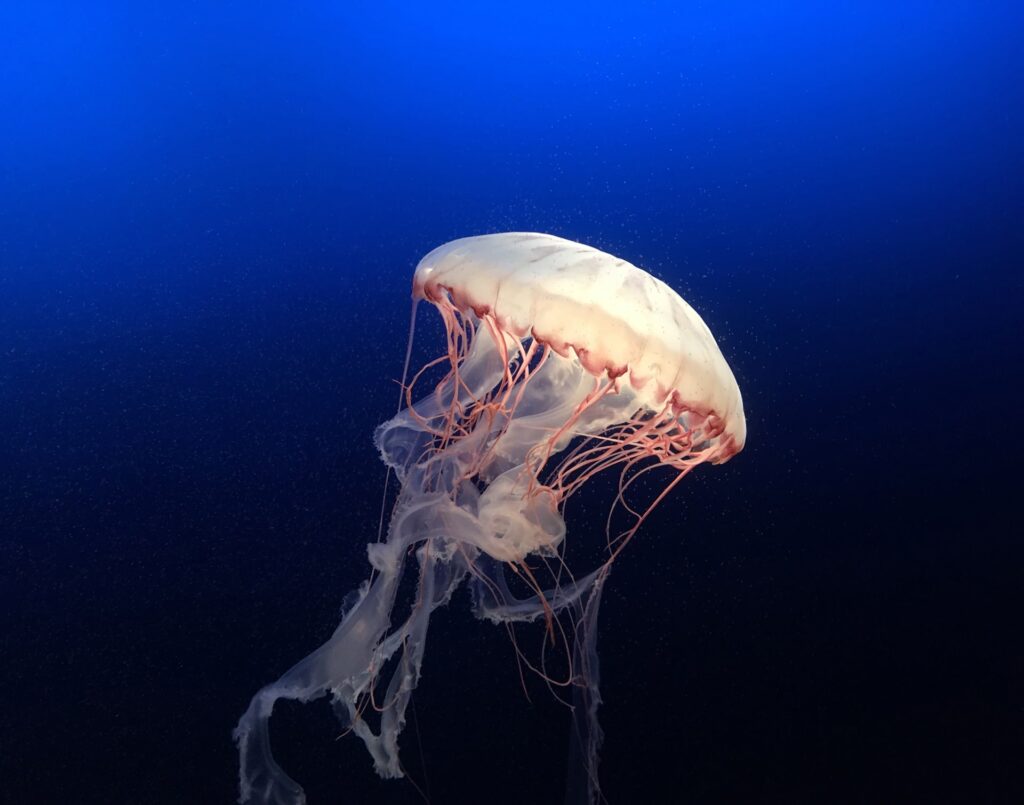 Will Drzycimski CcJwEyfSZfY Unsplash Flip 1024x805